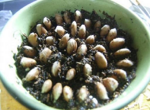 這四種水果吃完核別扔，種進土里瞬間變成小花園！