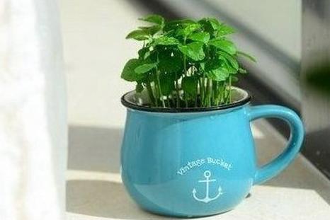 這四種水果吃完核別扔，種進土里瞬間變成小花園！