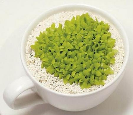 這四種水果吃完核別扔，種進土里瞬間變成小花園！