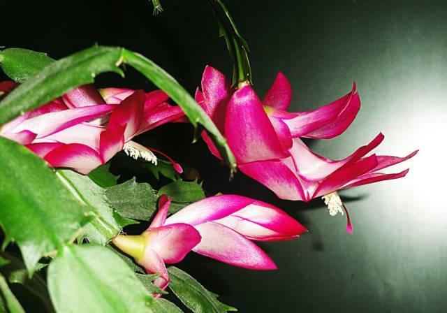 適合室內(nèi)養(yǎng)的花